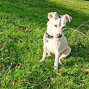 Volga a rejoint le concours — aidez-le/la à gagner de superbes lots ! dog, grass, outdoor, sunlight, collar, greenery, hill, nature, pet, canine, animal, daylight, blue_sky, leafless_tree, sitting, fur, shadow, playful, cute, peaceful