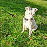 dog, grass, outdoor, sunlight, collar, greenery, hill, nature, pet, canine, animal, daylight, blue_sky, leafless_tree, sitting, fur, shadow, playful, cute, peaceful