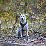 Volga participe au concours pour gagner de l'argent avec cette photo : dog, white_dog, harness, forest, trail, autumn, leaves, nature, outdoor, animal, pet, sitting, path, greenery, blurred_background, canine, fur, ears, alert, wildlife