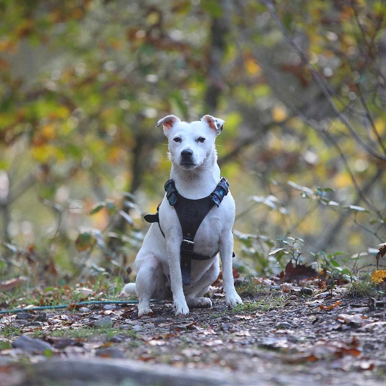 Volga participe au concours pour gagner de l'argent avec cette photo : dog, white_dog, harness, forest, trail, autumn, leaves, nature, outdoor, animal, pet, sitting, path, greenery, blurred_background, canine, fur, ears, alert, wildlife