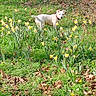 Volga a rejoint le concours — aidez-le/la à gagner de superbes lots ! dog, white_dog, grass, flowers, daffodils, greenery, outdoor, nature, sunlight, spring, plants, pet, animal, collar, playful, alert, field, leaf_litter, daylight, canine
