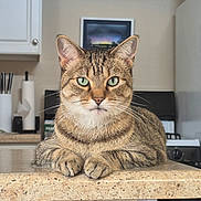 Negan joined the competition — help win amazing prizes! animal, cabinet, cat, close_up, countertop, curious, ears, face, feline, green_eyes, indoor, kitchen, paws, pet, portrait, refrigerator, resting, stove, tabby_cat, whiskers