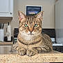 animal, cabinet, cat, close_up, countertop, curious, ears, face, feline, green_eyes, indoor, kitchen, paws, pet, portrait, refrigerator, resting, stove, tabby_cat, whiskers