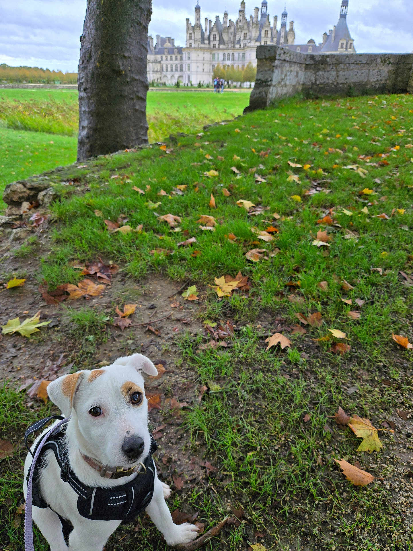 Hope a rejoint le concours — aidez-le/la à gagner de superbes lots ! animal, architecture, building, canine, castle, chateaudechambord, dog, field, grass, grassland, kronborgcastle, landmark, lawn, nature, person, pet, plant, pointer, puppy, terrier