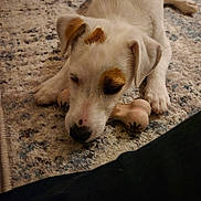 Hope a rejoint le concours — aidez-le/la à gagner de superbes lots ! animal, beagle, boxer, bulldog, canine, dog, goldenretriever, hound, husky, labradorretriever, person, pet, pitbull, pointer, puppy, sleeping, snout, terrier, whitedog, wood