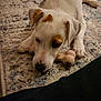 animal, beagle, boxer, bulldog, canine, dog, goldenretriever, hound, husky, labradorretriever, person, pet, pitbull, pointer, puppy, sleeping, snout, terrier, whitedog, wood