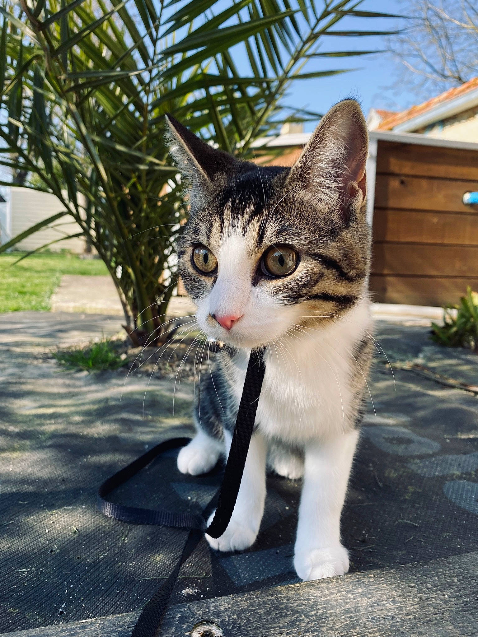 Masha participe au concours pour gagner de l'argent avec cette photo : asphalt, carnivore, cat, claw, domestic_short_haired_cat, eye, fawn, felidae, fur, grass, paw, plant, road, road_surface, sky, small_to_medium_sized_cats, tail, tree, whiskers, window