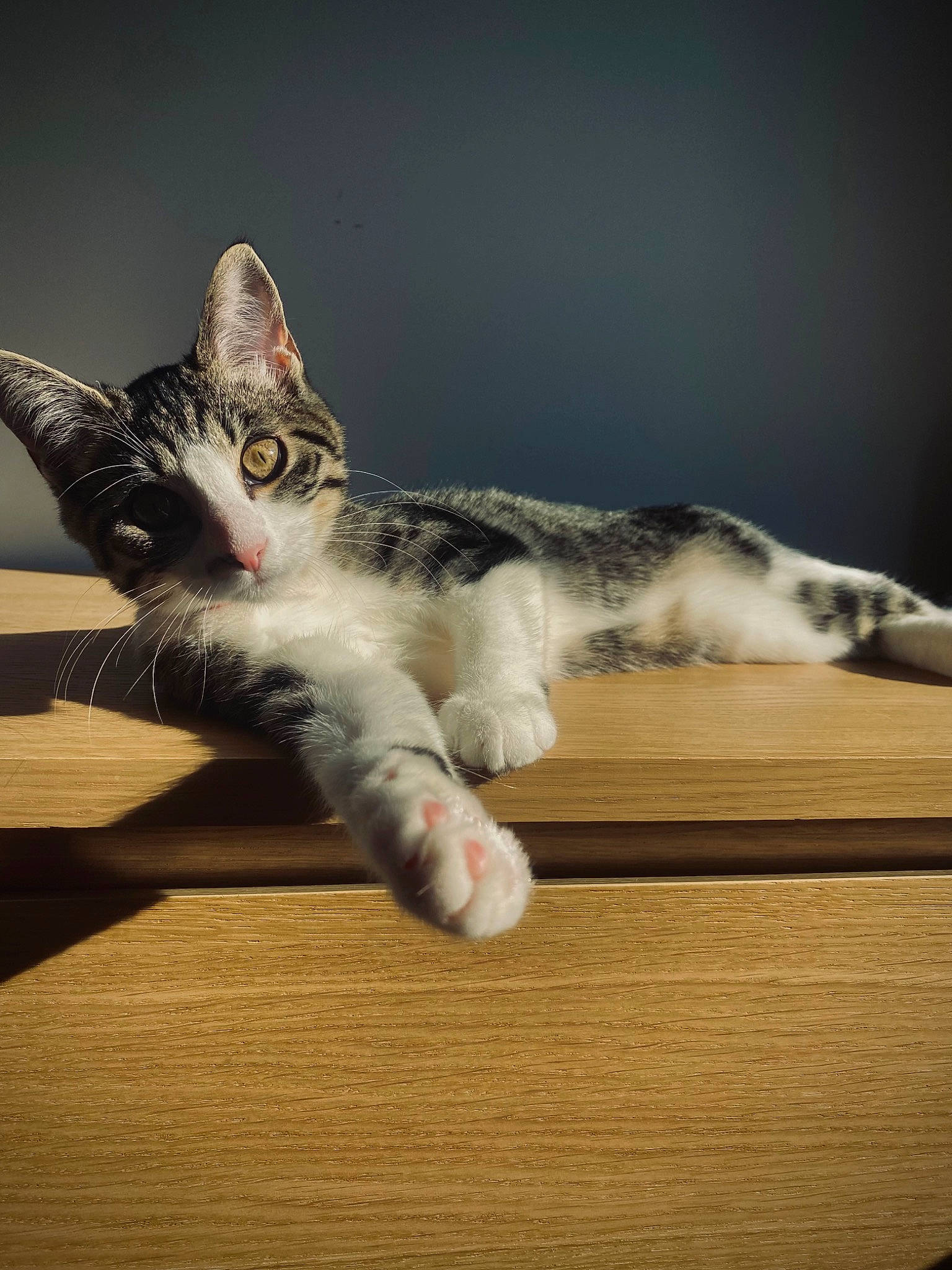 Masha participe au concours pour gagner de l'argent avec cette photo : art, carnivore, cat, claw, comfort, darkness, domestic_short_haired_cat, felidae, flooring, foot, fur, grey, hardwood, paw, small_to_medium_sized_cats, snout, table, tail, whiskers, wood