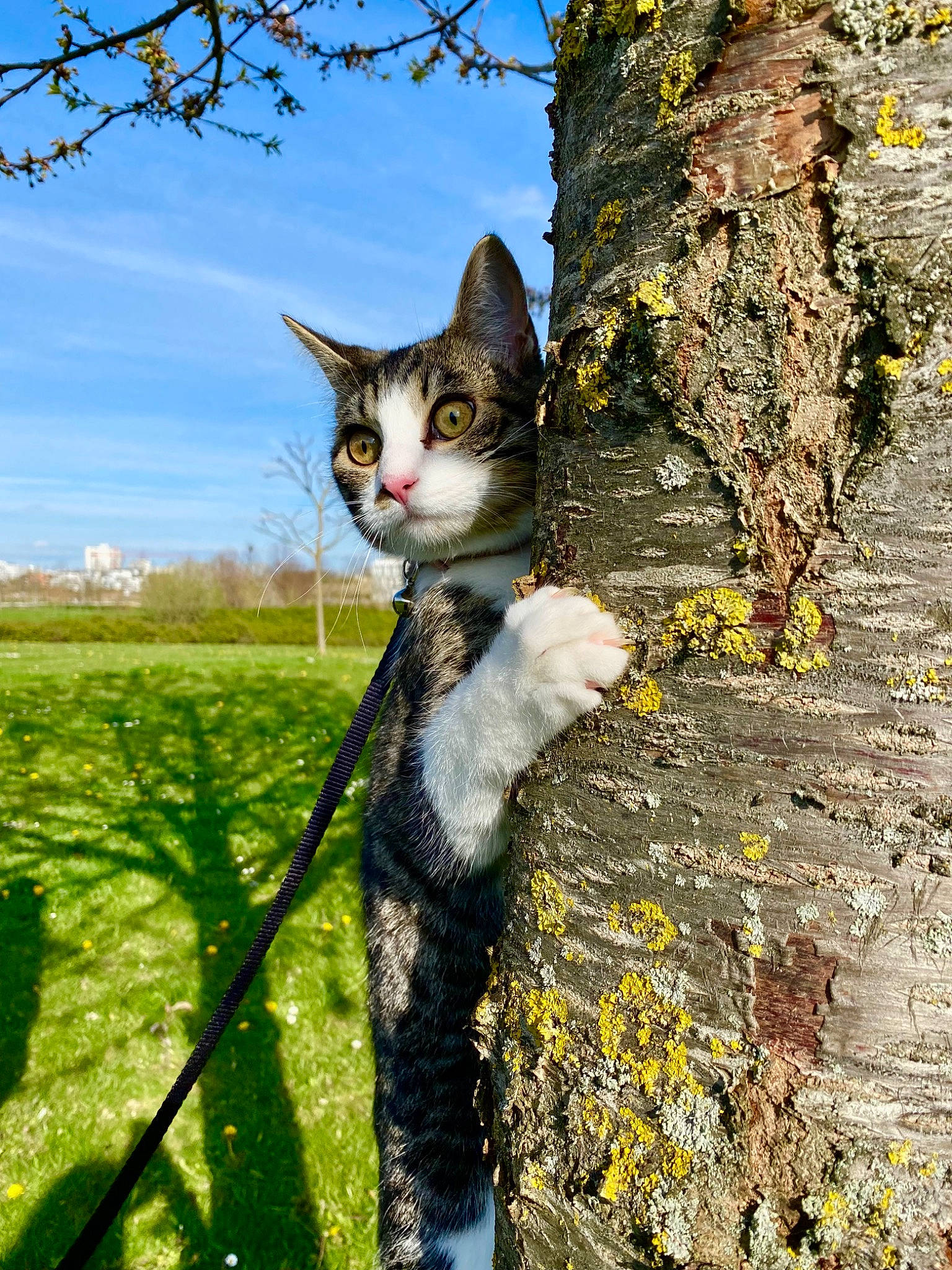 Masha a rejoint le concours — aidez-le/la à gagner de superbes lots ! branch, carnivore, cat, cloud, domestic_short_haired_cat, felidae, fur, grass, plant, sky, small_to_medium_sized_cats, snout, tail, tree, trunk, twig, whiskers, wildlife, wood, woody_plant