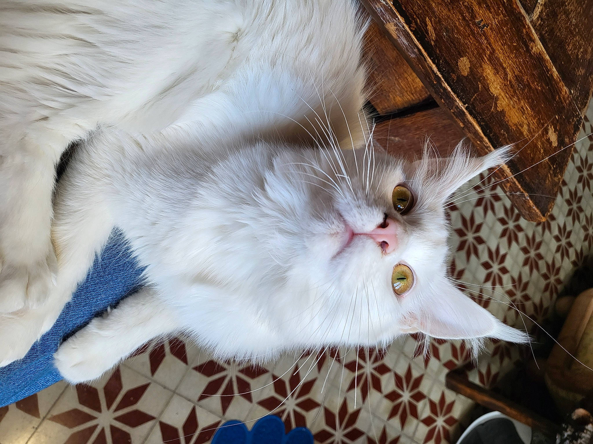 Blanchette a rejoint le concours — aidez-le/la à gagner de superbes lots ! carnivore, cat, claw, domestic_short_haired_cat, fawn, felidae, fur, pattern, paw, small_to_medium_sized_cats, snout, tail, whiskers, wood