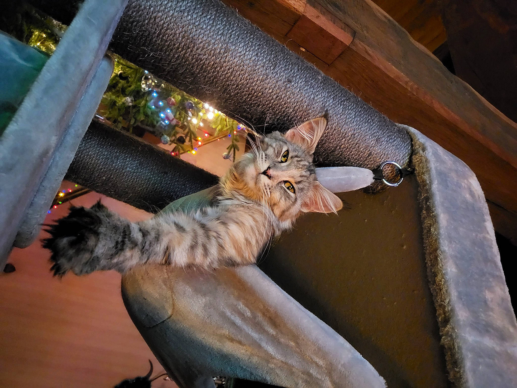 Rubis a rejoint le concours — aidez-le/la à gagner de superbes lots ! carnivore, cat, claw, comfort, domestic_short_haired_cat, door, fawn, felidae, fur, metal, plant, small_to_medium_sized_cats, snout, tail, terrestrial_animal, tints_and_shades, tree, whiskers, window, wood