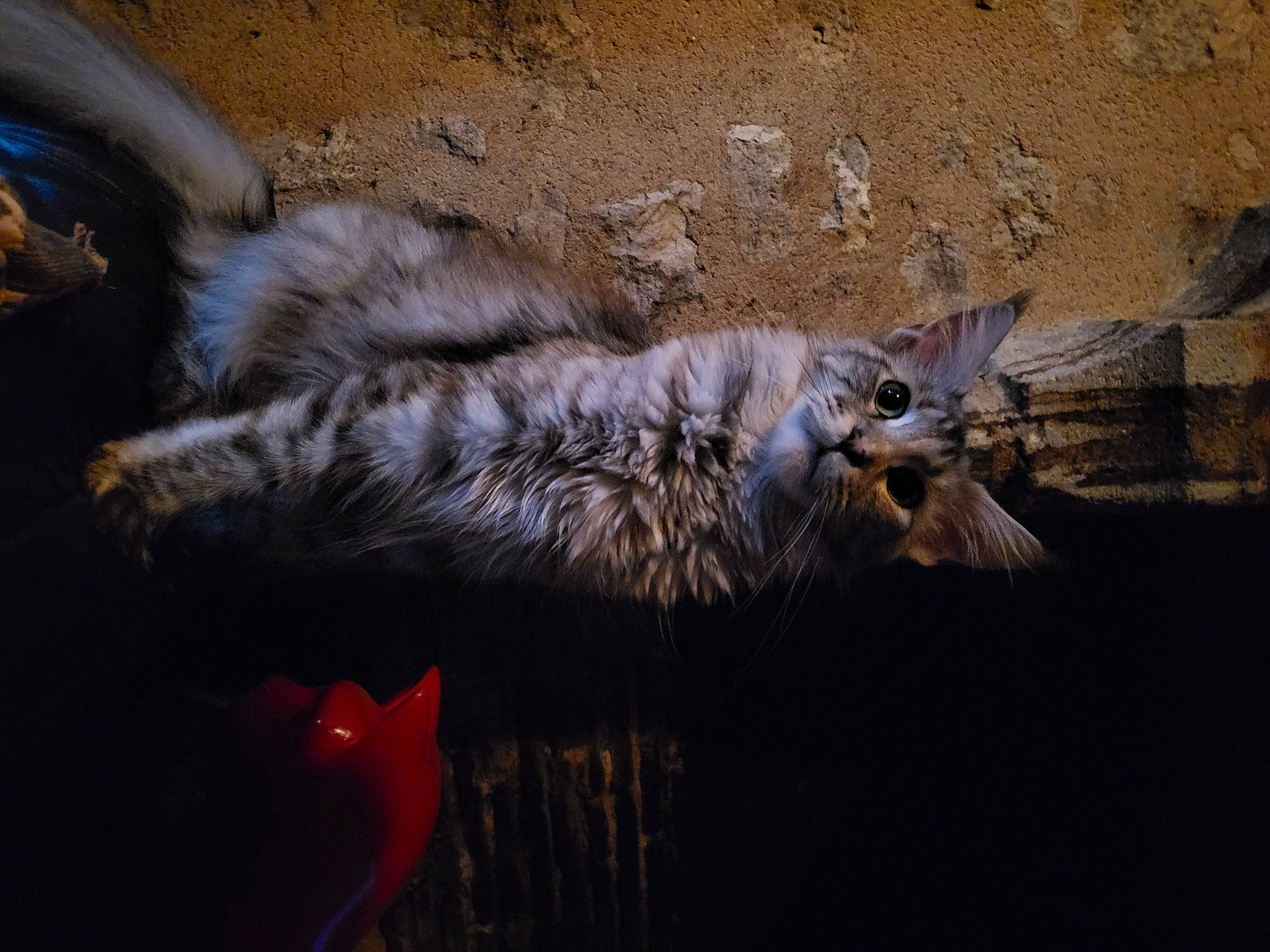 Rubis participe au concours pour gagner de l'argent avec cette photo : carnivore, cat, claw, domestic_short_haired_cat, felidae, fur, norwegian_forest_cat, paw, small_to_medium_sized_cats, snout, tail, terrestrial_animal, whiskers, wildlife, wood