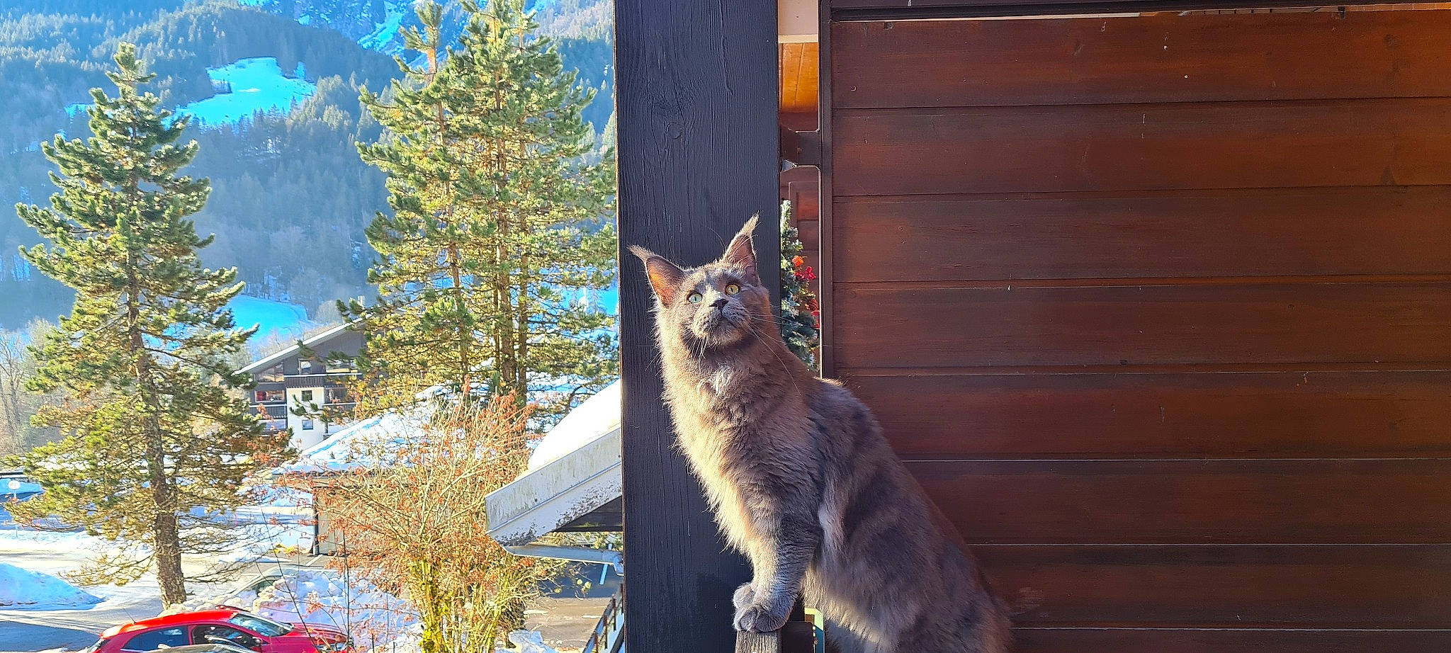 Saphir a rejoint le concours — aidez-le/la à gagner de superbes lots ! carnivore, cat, domestic_short_haired_cat, door, fawn, felidae, fur, larch, plant, roof, small_to_medium_sized_cats, snout, sunlight, tail, tree, trunk, twig, whiskers, window, wood