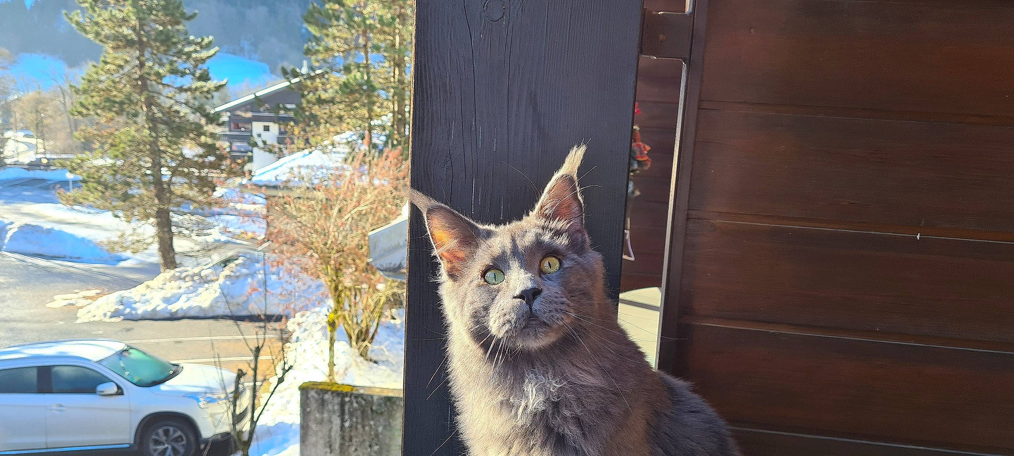 Saphir participe au concours pour gagner de l'argent avec cette photo : car, carnivore, cat, domestic_short_haired_cat, felidae, fur, small_to_medium_sized_cats, snout, tail, terrestrial_animal, tire, tree, trunk, twig, vehicle, wheel, whiskers, wildlife, window, wood