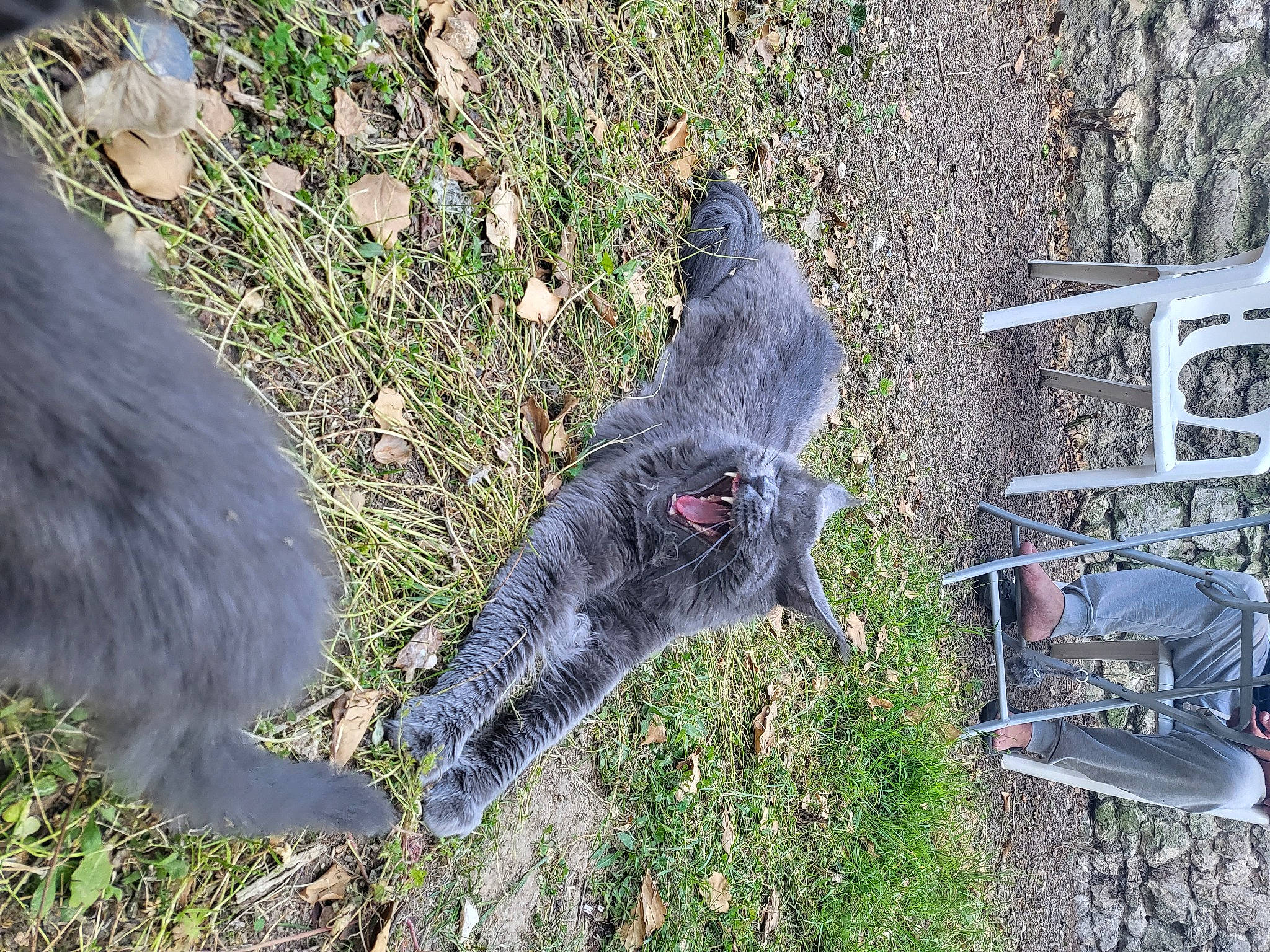Saphir participe au concours pour gagner de l'argent avec cette photo : beak, canidae, chair, dog_breed, feather, fur, grass, groundcover, plant, soil, sporting_group, tail, wing, working_animal