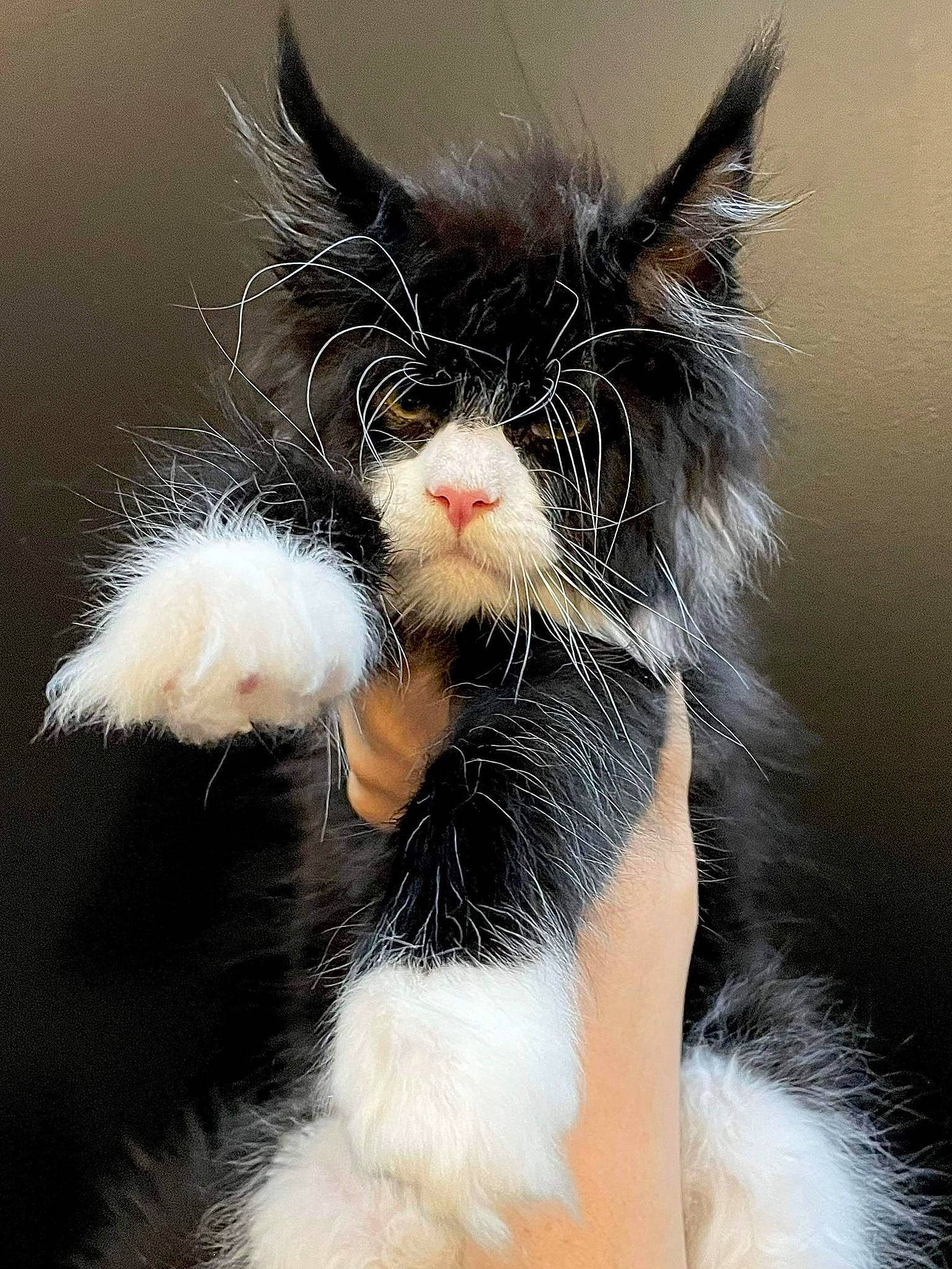 Trooper participe au concours pour gagner de l'argent avec cette photo : biting, carnivore, cat, claw, felidae, fur, natural_material, paw, small_to_medium_sized_cats, snout, tail, whiskers