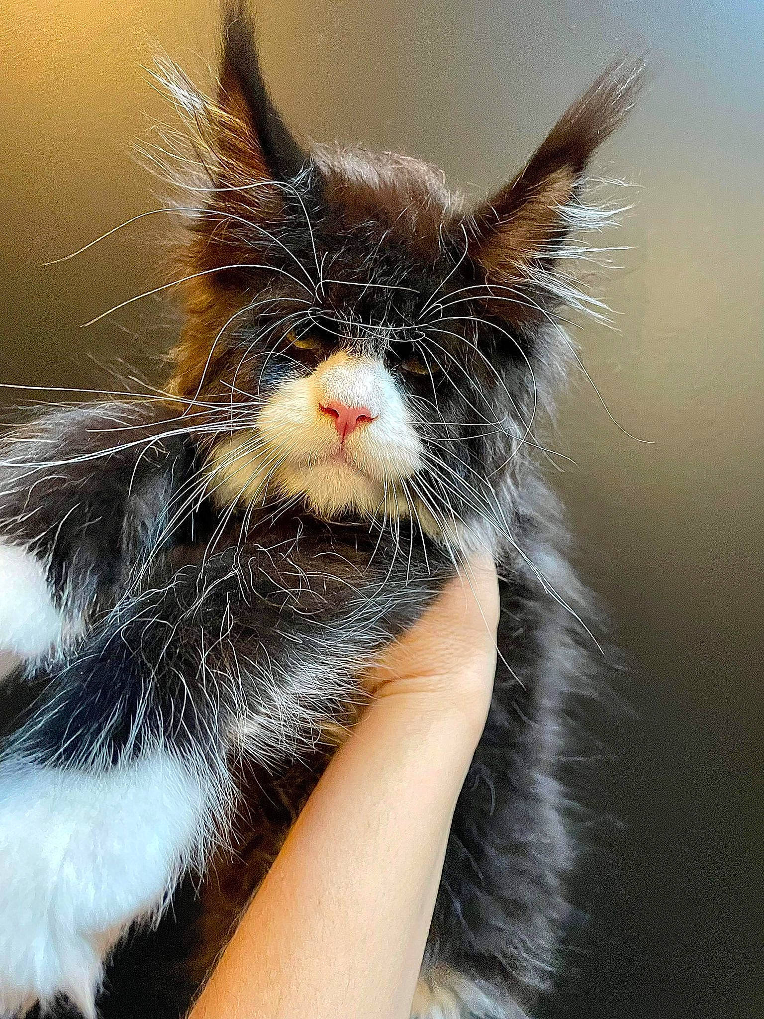 Trooper participe au concours pour gagner de l'argent avec cette photo : carnivore, cat, close_up, comfort, domestic_short_haired_cat, ear, felidae, fur, gesture, paw, small_to_medium_sized_cats, snout, whiskers