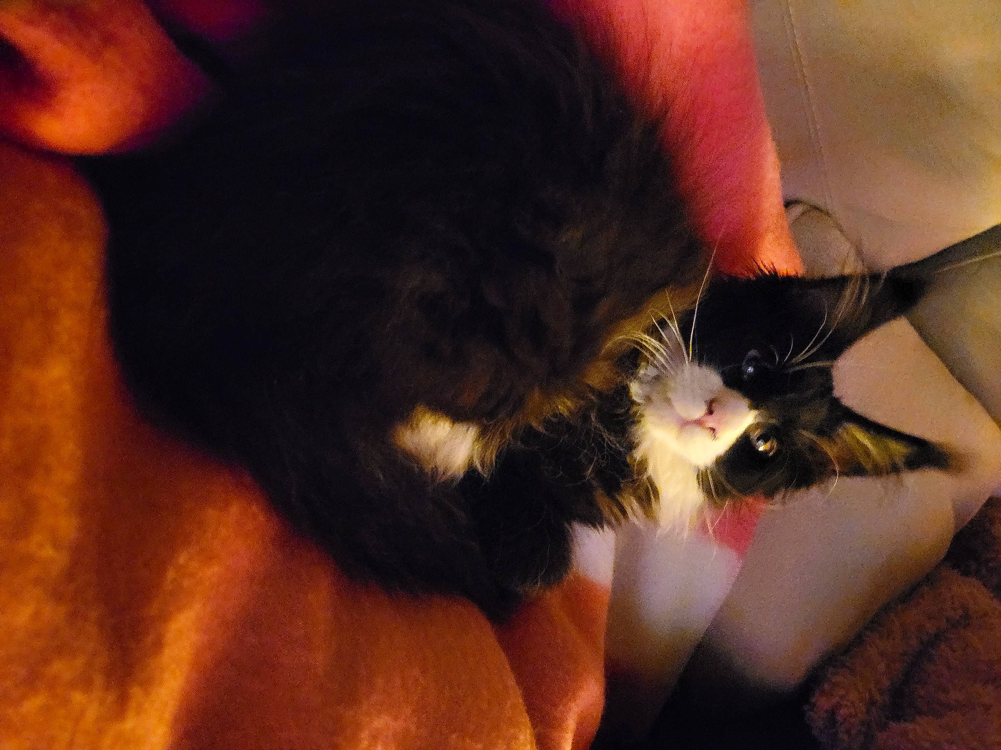 Trooper participe au concours pour gagner de l'argent avec cette photo : carnivore, cat, claw, comfort, ear, eyelash, fang, felidae, foot, fur, gesture, human_leg, jaw, nail, nose, paw, small_to_medium_sized_cats, snout, tail, whiskers