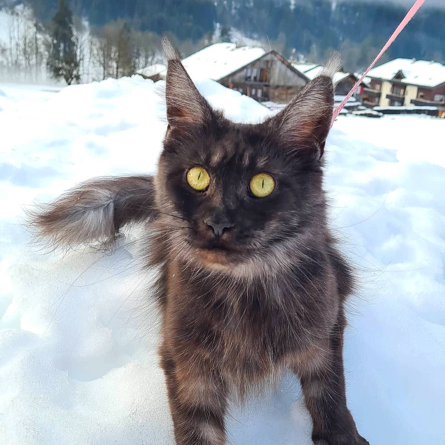 Perle a rejoint le concours — aidez-le/la à gagner de superbes lots ! black_cat, carnivore, cat, claw, domestic_short_haired_cat, eye, felidae, freezing, fur, grass, paw, sitting, small_to_medium_sized_cats, snout, snow, tail, terrestrial_animal, tree, whiskers, winter