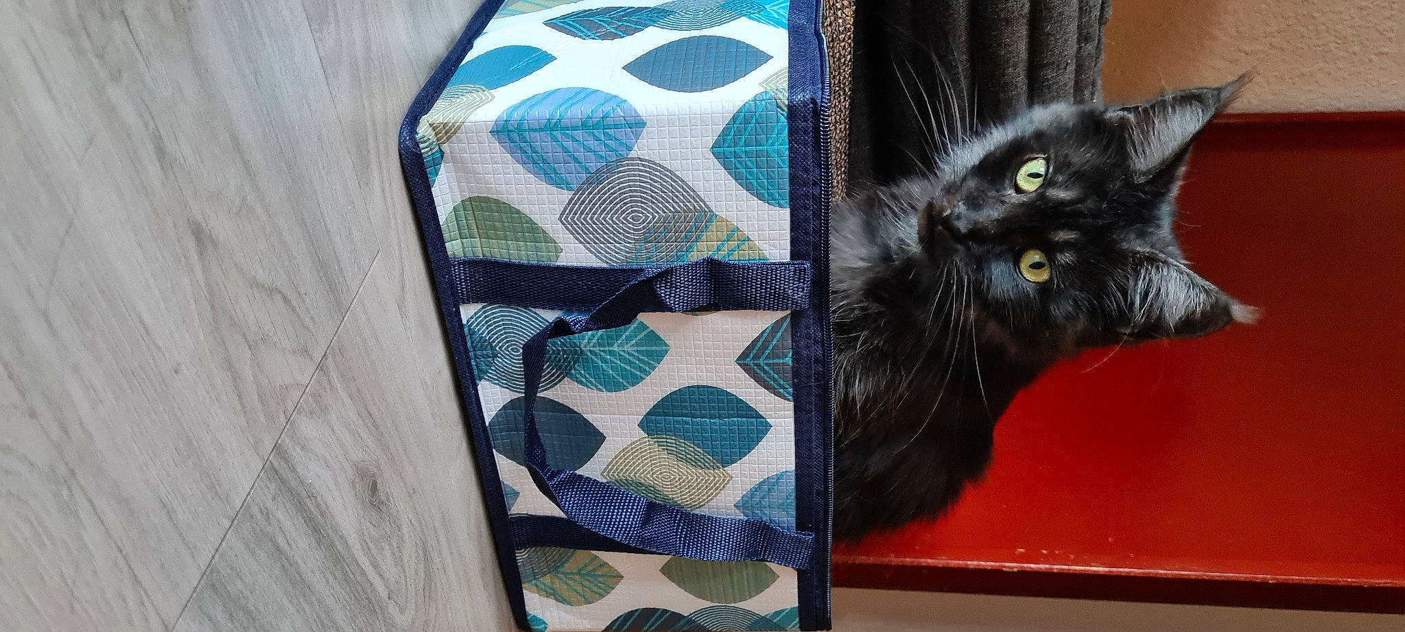 Perle participe au concours pour gagner de l'argent avec cette photo : bag, black_cat, bombay, carnivore, cat, domestic_short_haired_cat, electric_blue, fashion_accessory, felidae, fur, grey, luggage_and_bags, pattern, plaid, rectangle, sleeve, small_to_medium_sized_cats, tartan, textile, whiskers