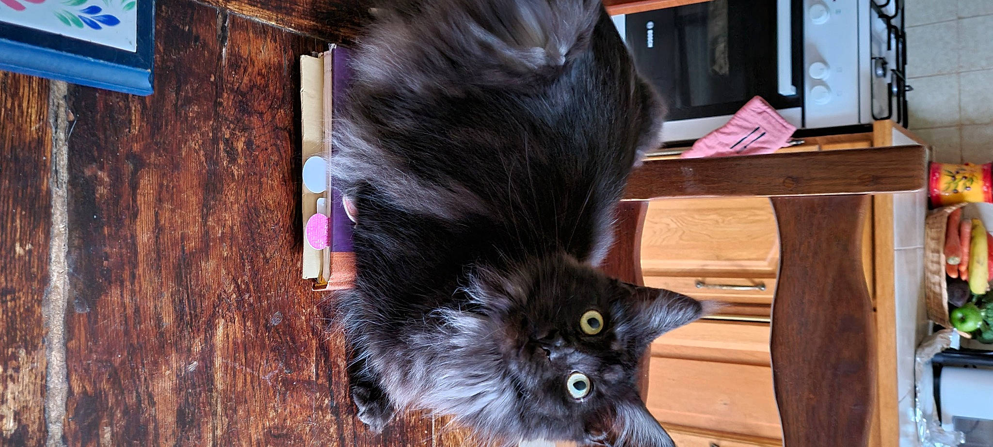 Perle participe au concours pour gagner de l'argent avec cette photo : black_cat, bombay, canidae, carnivore, cat, claw, collar, domestic_short_haired_cat, fawn, felidae, flooring, fur, hardwood, paw, small_to_medium_sized_cats, snout, tail, whiskers, wood, wood_stain