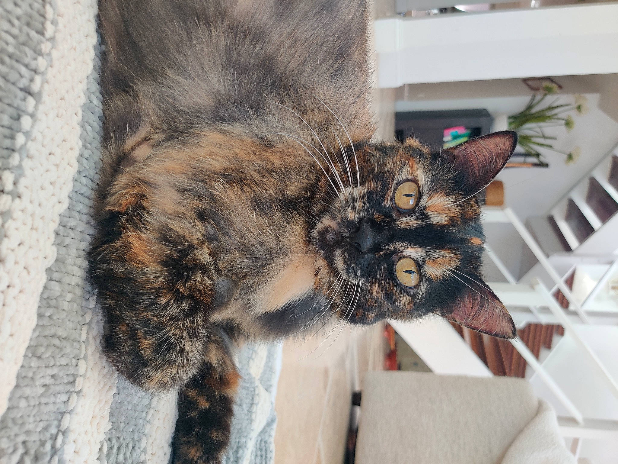 Mya is registered to the contest to win money with this photo: carnivore, cat, claw, domestic_short_haired_cat, eye, felidae, flowerpot, fur, houseplant, paw, plant, small_to_medium_sized_cats, snout, tail, terrestrial_animal, tree, whiskers