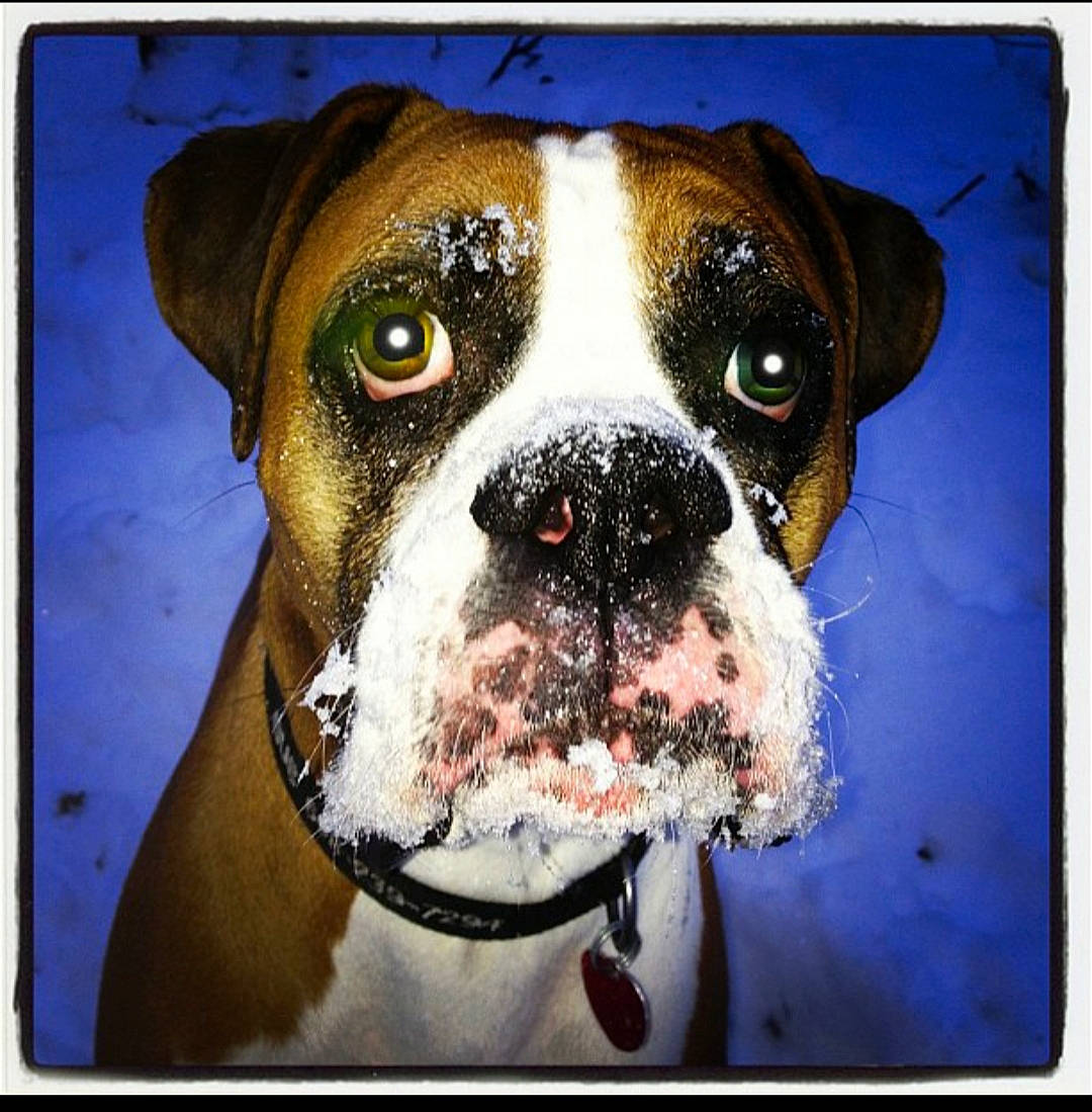 Gus joined the competition — help win amazing prizes! art, carnivore, collar, companion_dog, dog, dog_breed, dog_collar, fawn, illustration, paint, painting, pet_supply, photograph, rectangle, snout, sporting_group, square, stock_photography, whiskers, working_animal