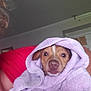 Frankie joined the competition — help win amazing prizes! animal, blanket, brown_dog, cozy, curious, cute, dog, ears, face, home, indoor, person, pet, portrait, puppy, red_shirt, snug, soft, towel, wrapped