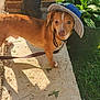 animal, brick_wall, brown_fur, canine, collar, concrete, curious, dog, garden, greenery, hat, hat_strap, leash, nature, outdoor, pet, potted_plant, shadow, small_dog, sunlight
