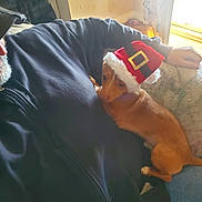 Frankie is registered to the contest to win money with this photo: animal, black_jacket, brown_dog, couch, cozy, dog, furniture, holiday, human, indoor, person, pet, relaxed, resting, santa_hat, small_dog, snuggling, sunlight, warm_light, window