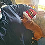 animal, black_jacket, brown_dog, couch, cozy, dog, furniture, holiday, human, indoor, person, pet, relaxed, resting, santa_hat, small_dog, snuggling, sunlight, warm_light, window