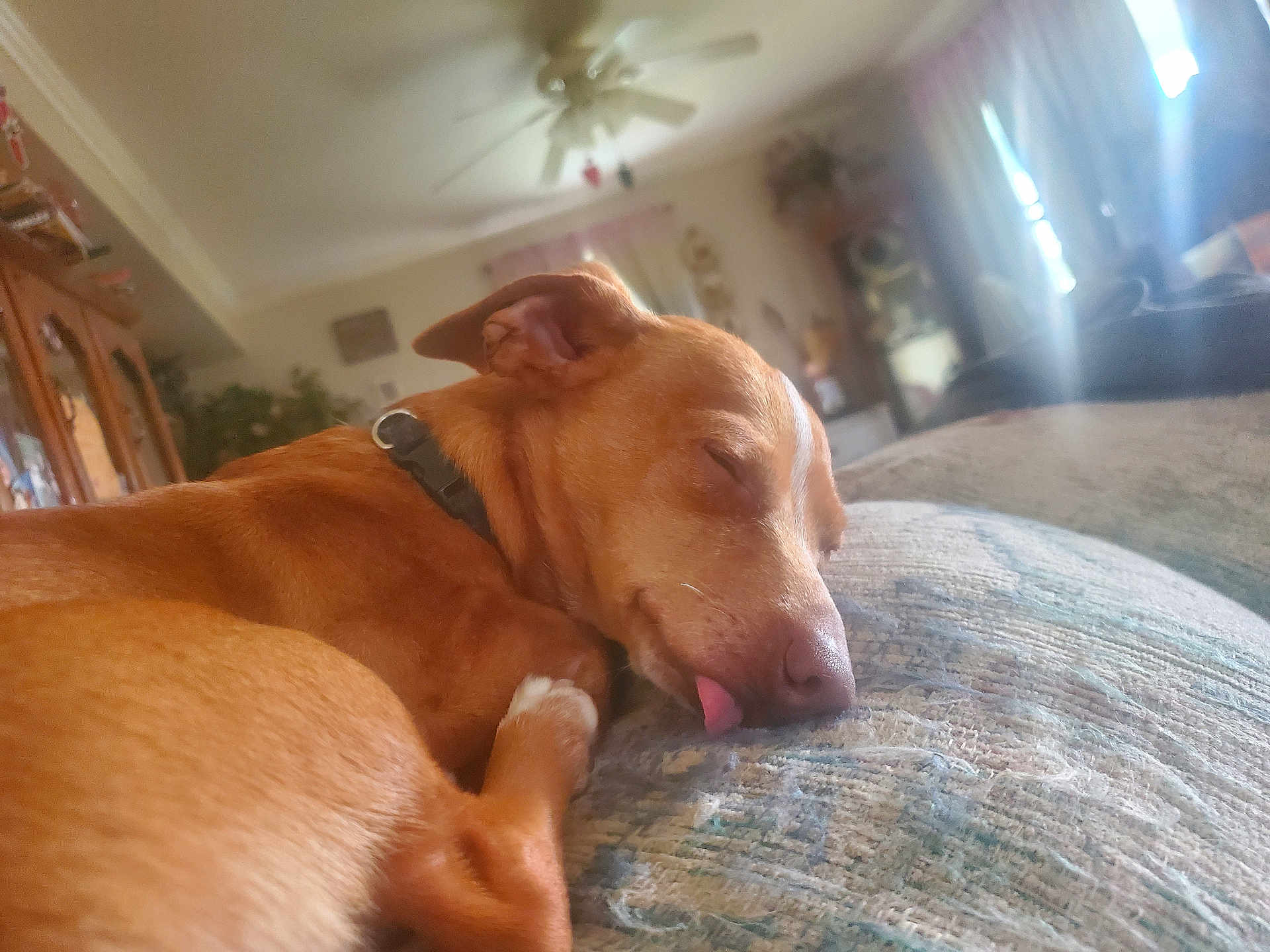 Frankie
