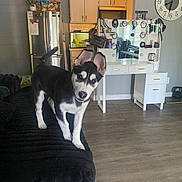 Octavia joined the competition — help win amazing prizes! puppy, dog, black_and_white, couch, living_room, flooring, vanity_table, mirror, clock, refrigerator, kitchen, indoor, furniture, pet, curious, head_tilt, plant, cabinet, lamp, home_decor