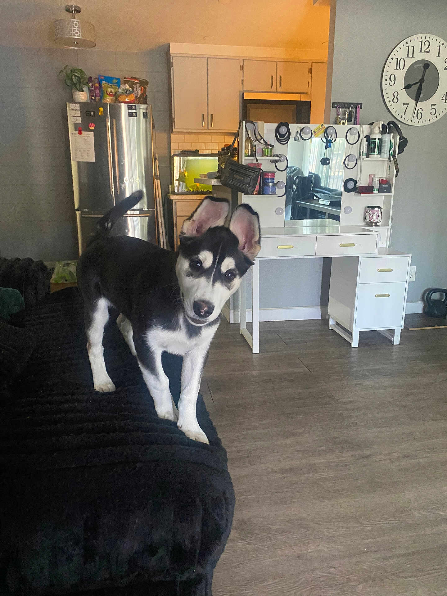 Octavia joined the competition — help win amazing prizes! puppy, dog, black_and_white, couch, living_room, flooring, vanity_table, mirror, clock, refrigerator, kitchen, indoor, furniture, pet, curious, head_tilt, plant, cabinet, lamp, home_decor
