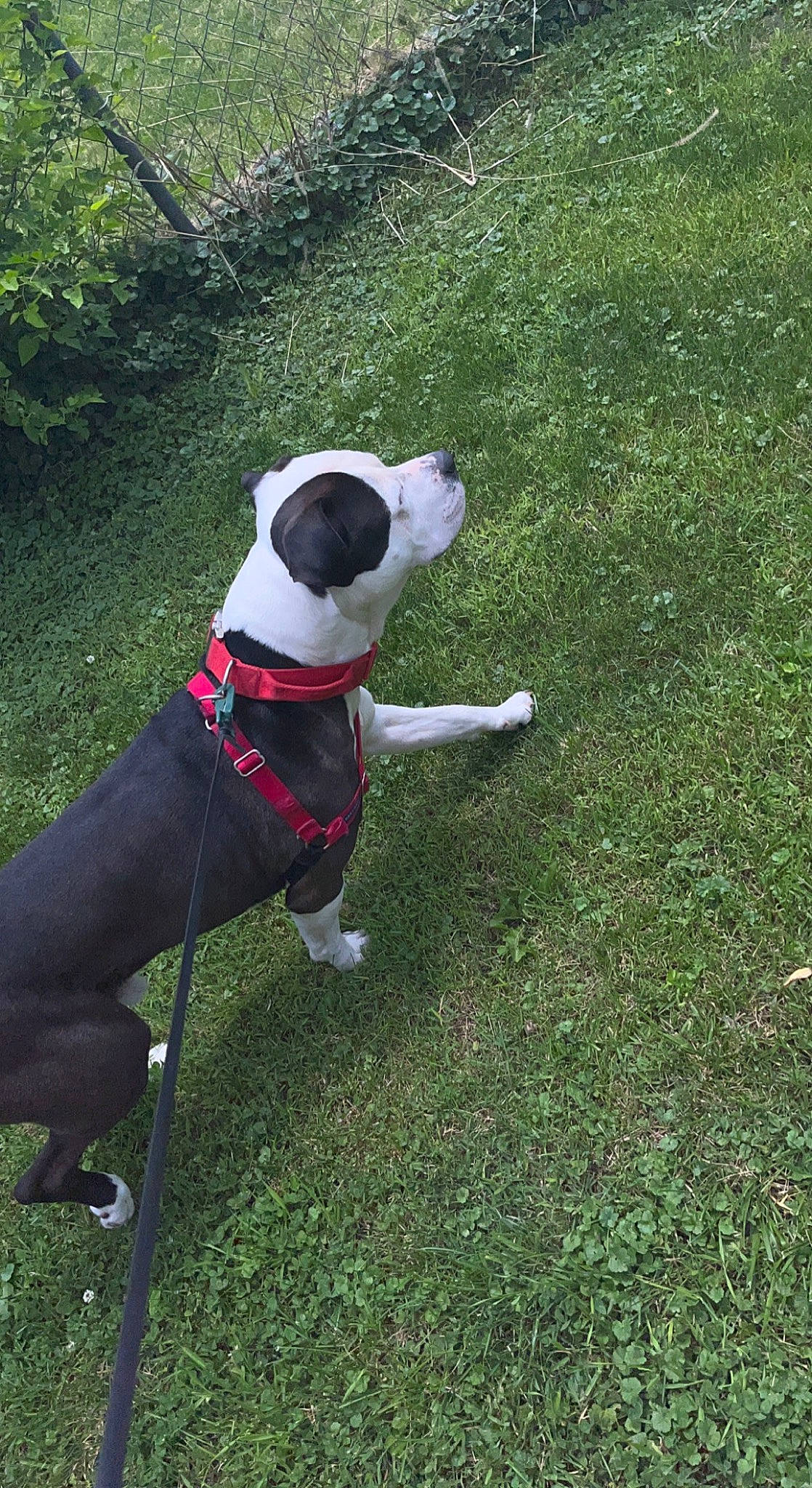 Jaxson is registered to the contest to win money with this photo: ball, canidae, carmine, carnivore, collar, companion_dog, dog, dog_breed, dog_collar, dog_supply, fawn, grass, leash, pet_supply, plant, recreation, snout, sporting_group, tail, working_animal