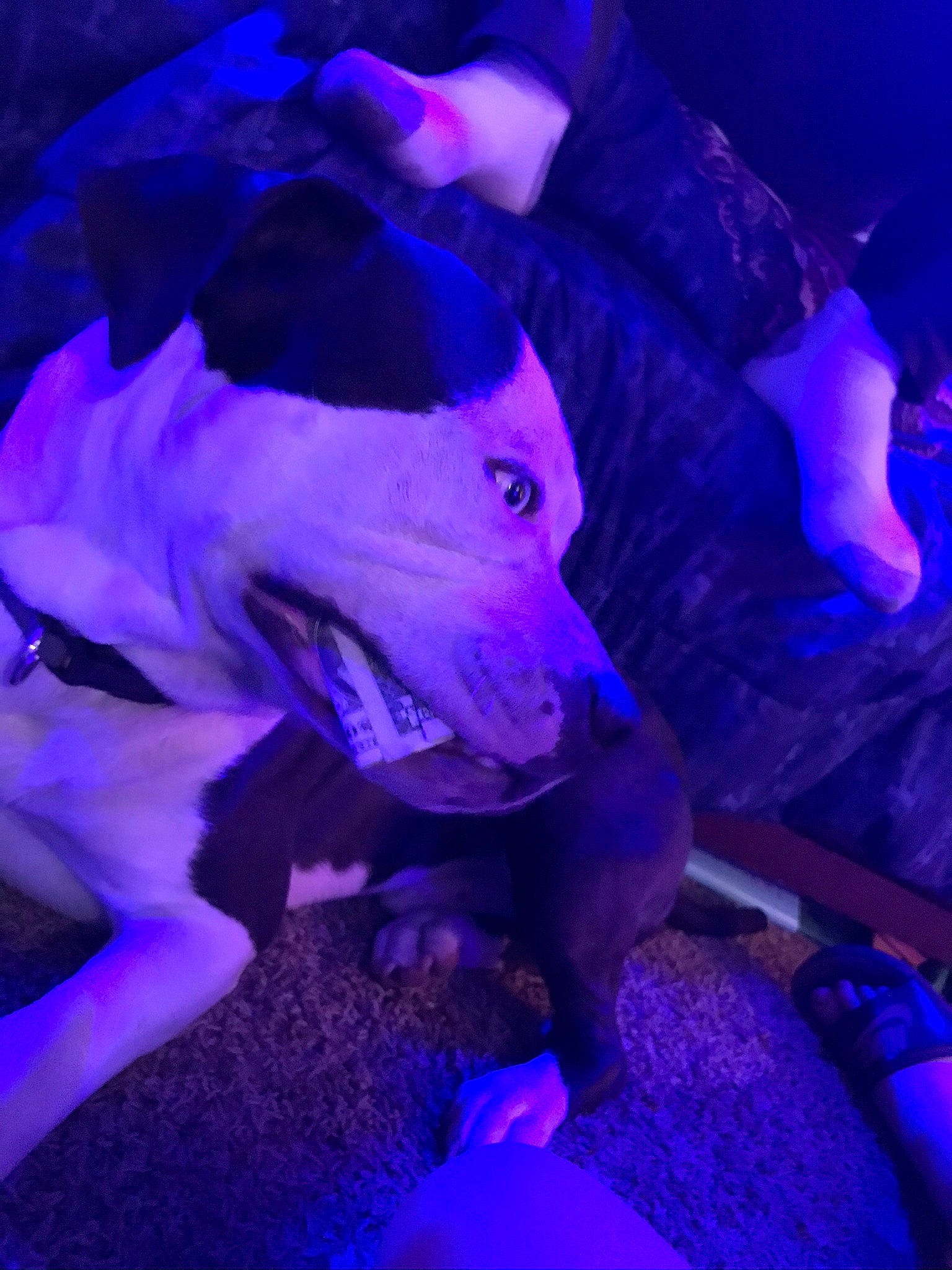 Jaxson joined the competition — help win amazing prizes! blue, darkness, electric_blue, entertainment, event, fun, magenta, music_venue, night, organism, performance, performance_art, performing_arts, petal, pink, plant, purple, room, tree, violet