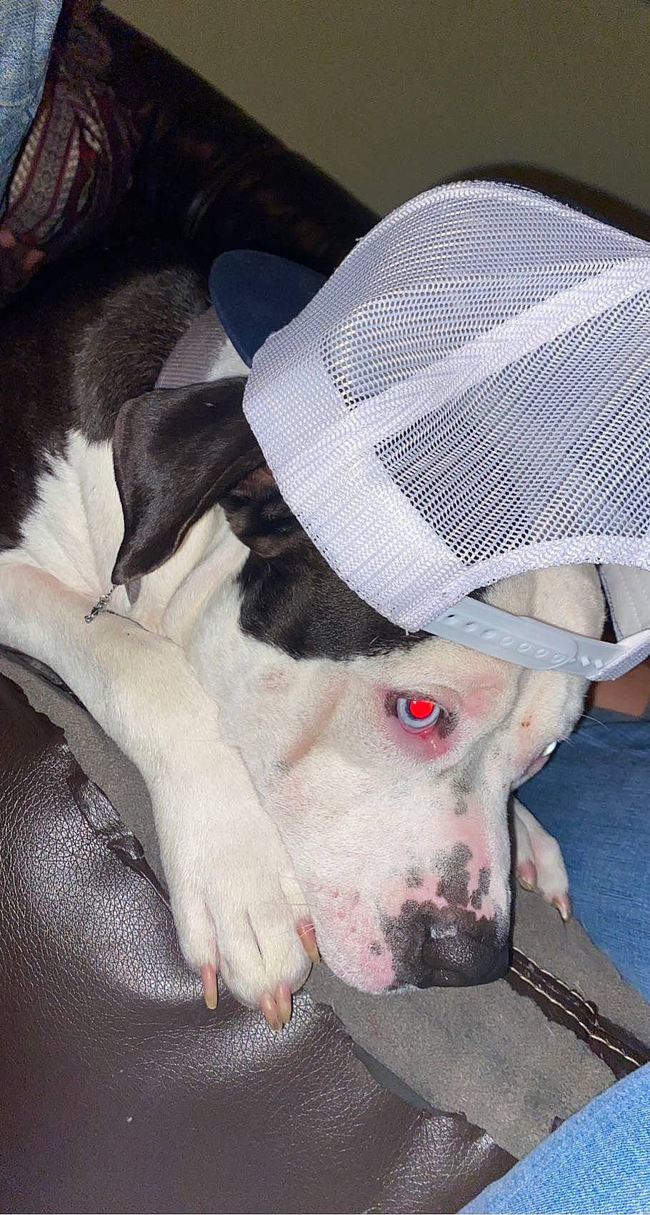 Jaxson is registered to the contest to win money with this photo: canidae, carnivore, collar, comfort, companion_dog, dog, dog_breed, dog_collar, dog_supply, fang, fawn, gun_dog, linens, non_sporting_group, pet_supply, snout, sporting_group, terrestrial_animal, whiskers, working_animal