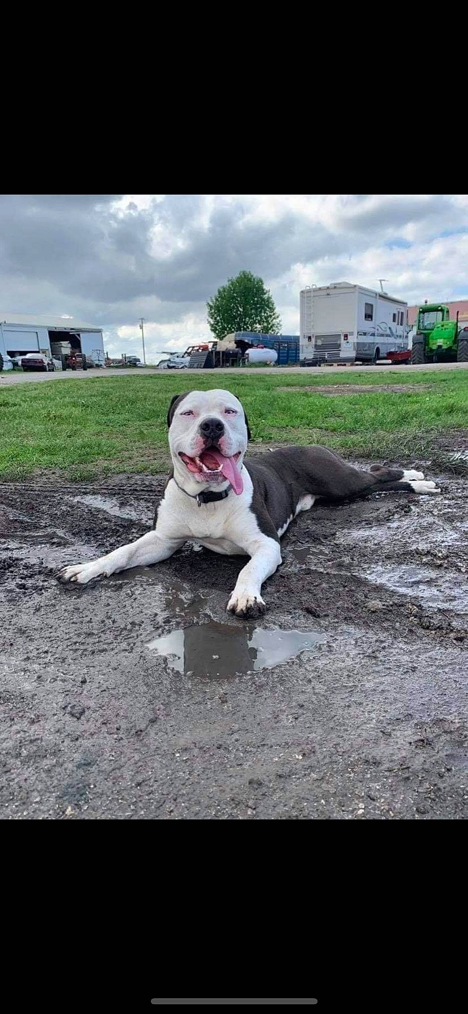 Jaxson is registered to the contest to win money with this photo: asphalt, carnivore, cloud, collar, companion_dog, dog, dog_breed, dog_collar, fawn, grass, leash, molosser, plant, road_surface, sky, soil, sporting_group, tail, tree, truck