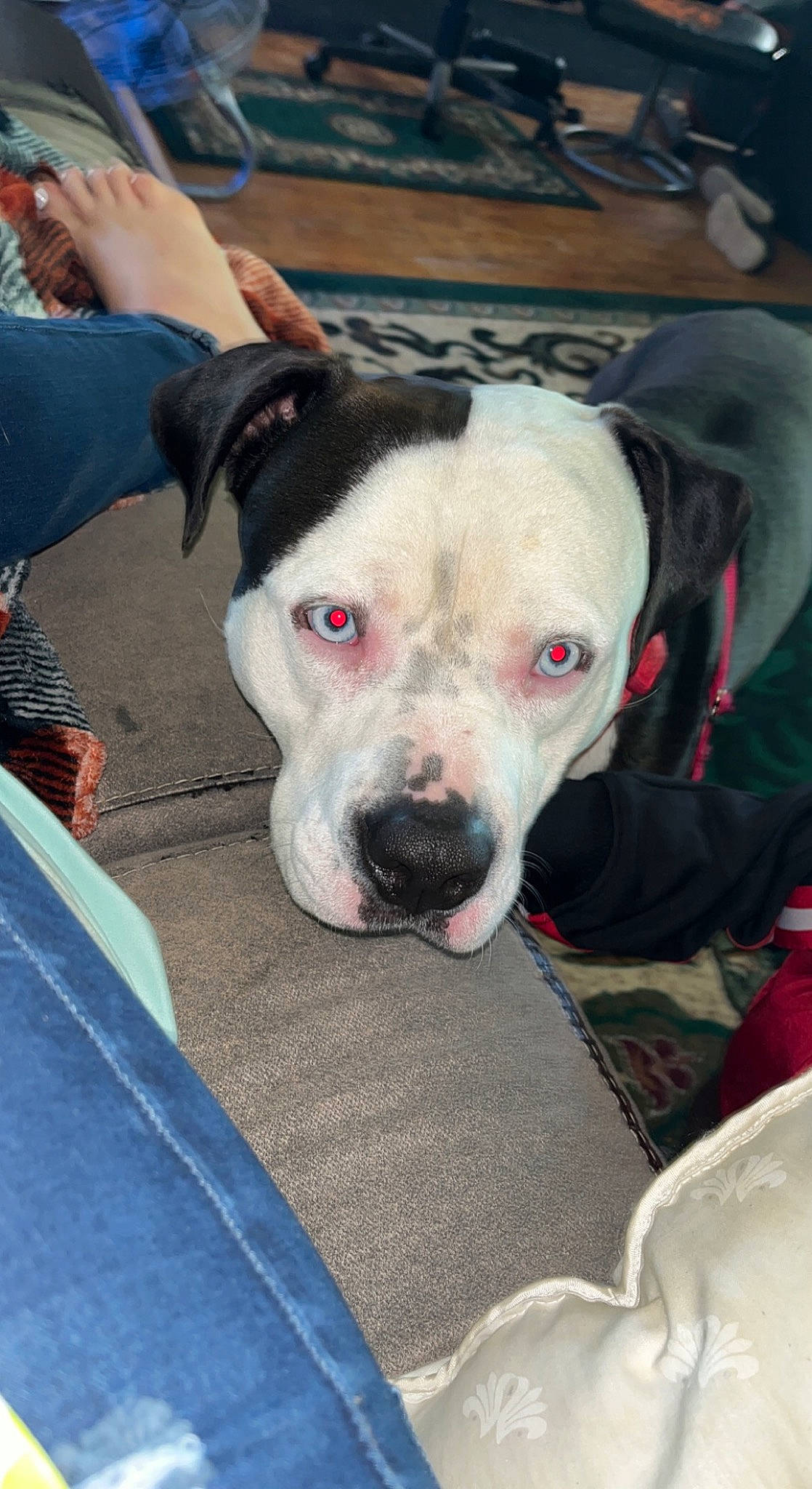 Jaxson joined the competition — help win amazing prizes! canidae, carnivore, collar, companion_dog, dog, dog_breed, dog_collar, eye, fawn, fur, guard_dog, jaw, leash, non_sporting_group, pit_bull, scar, snout, sporting_group, whiskers, working_animal