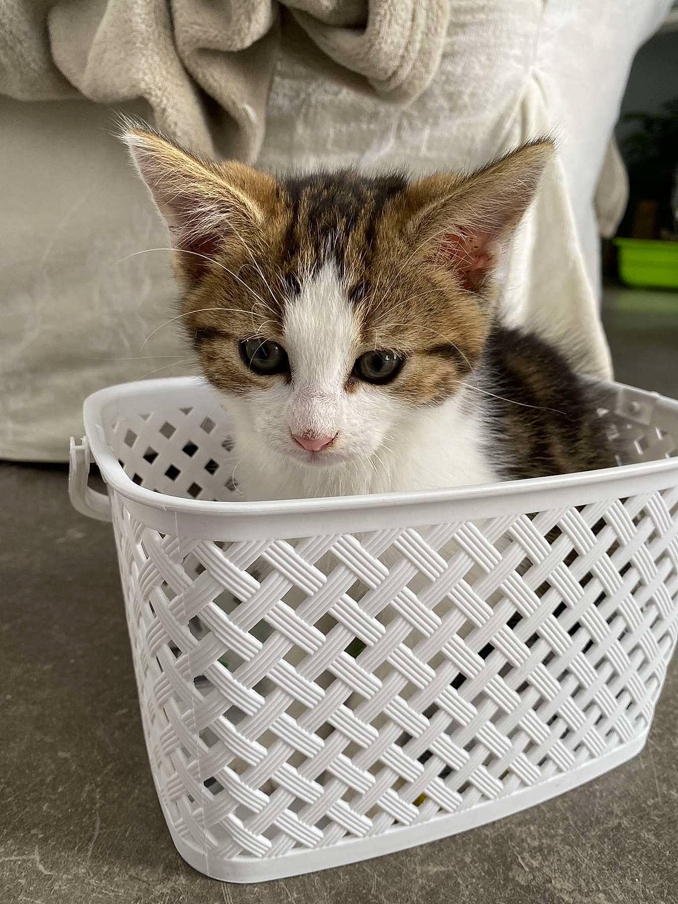 Snow participe au concours pour gagner de l'argent avec cette photo : basket, bowl, box, carnivore, cat, comfort, domestic_short_haired_cat, felidae, fur, grass, home_accessories, laundry_basket, mesh, paw, small_to_medium_sized_cats, storage_basket, whiskers, white, wicker, wildlife