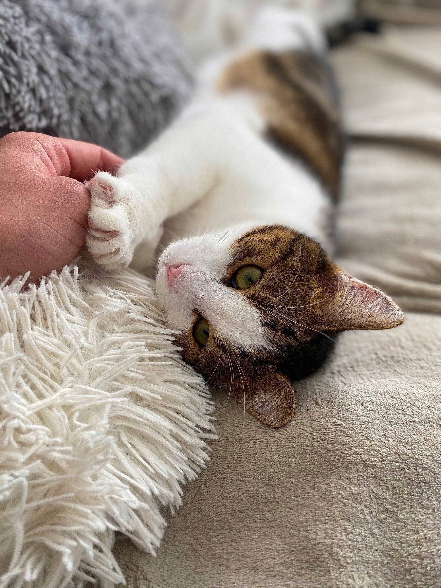 Snow a rejoint le concours — aidez-le/la à gagner de superbes lots ! canidae, carnivore, cat, comfort, companion_dog, dog_breed, domestic_short_haired_cat, fawn, felidae, fur, nail, natural_material, paw, small_to_medium_sized_cats, sporting_group, tail, textile, whiskers, wood, wool