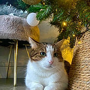 Snow a rejoint le concours — aidez-le/la à gagner de superbes lots ! cat, tabby, white, floor, basket, christmas_tree, ornament, lights, decorations, chair, furniture, indoor, holiday, festive, cozy, pet, animal, relaxing, greenery, soft
