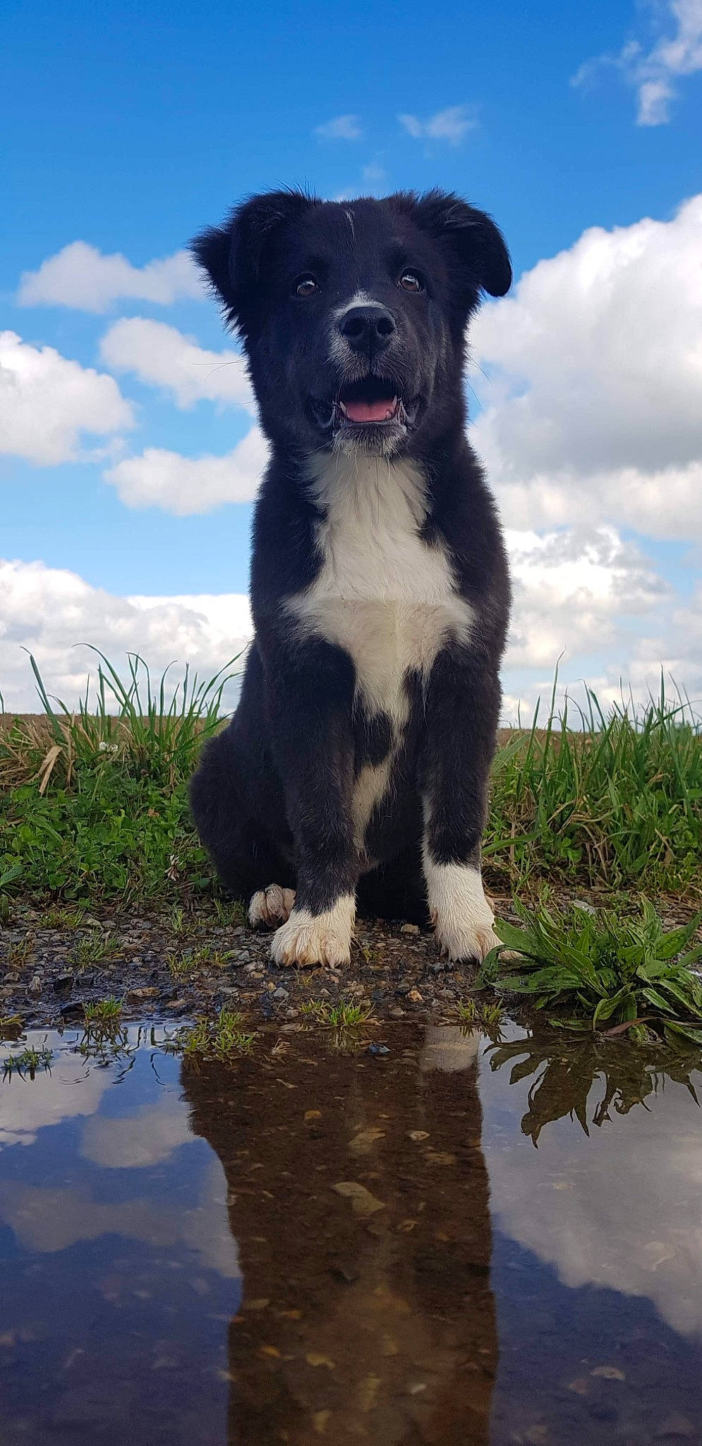Tamara participe au concours pour gagner de l'argent avec cette photo : borador, canidae, carnivore, cloud, companion_dog, cumulus, dog, dog_breed, dog_collar, grass, gun_dog, herding_dog, plant, sky, sporting_group, tail, water, wetland, working_animal, working_dog