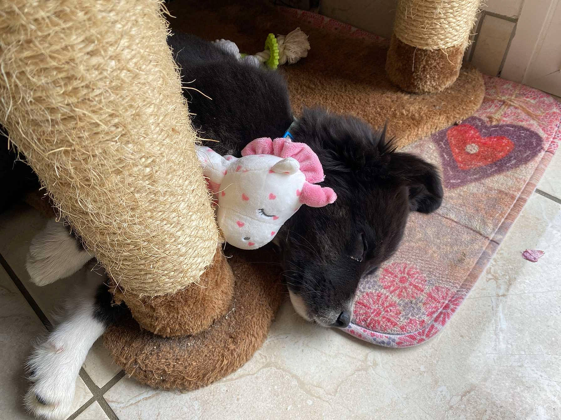 Tamara a rejoint le concours — aidez-le/la à gagner de superbes lots ! canidae, carnivore, comfort, companion_dog, dog, dog_breed, fawn, foot, fur, human_leg, mammal, natural_material, snout, sporting_group, stuffed_toy, tail, toy, vertebrate, wool, working_animal