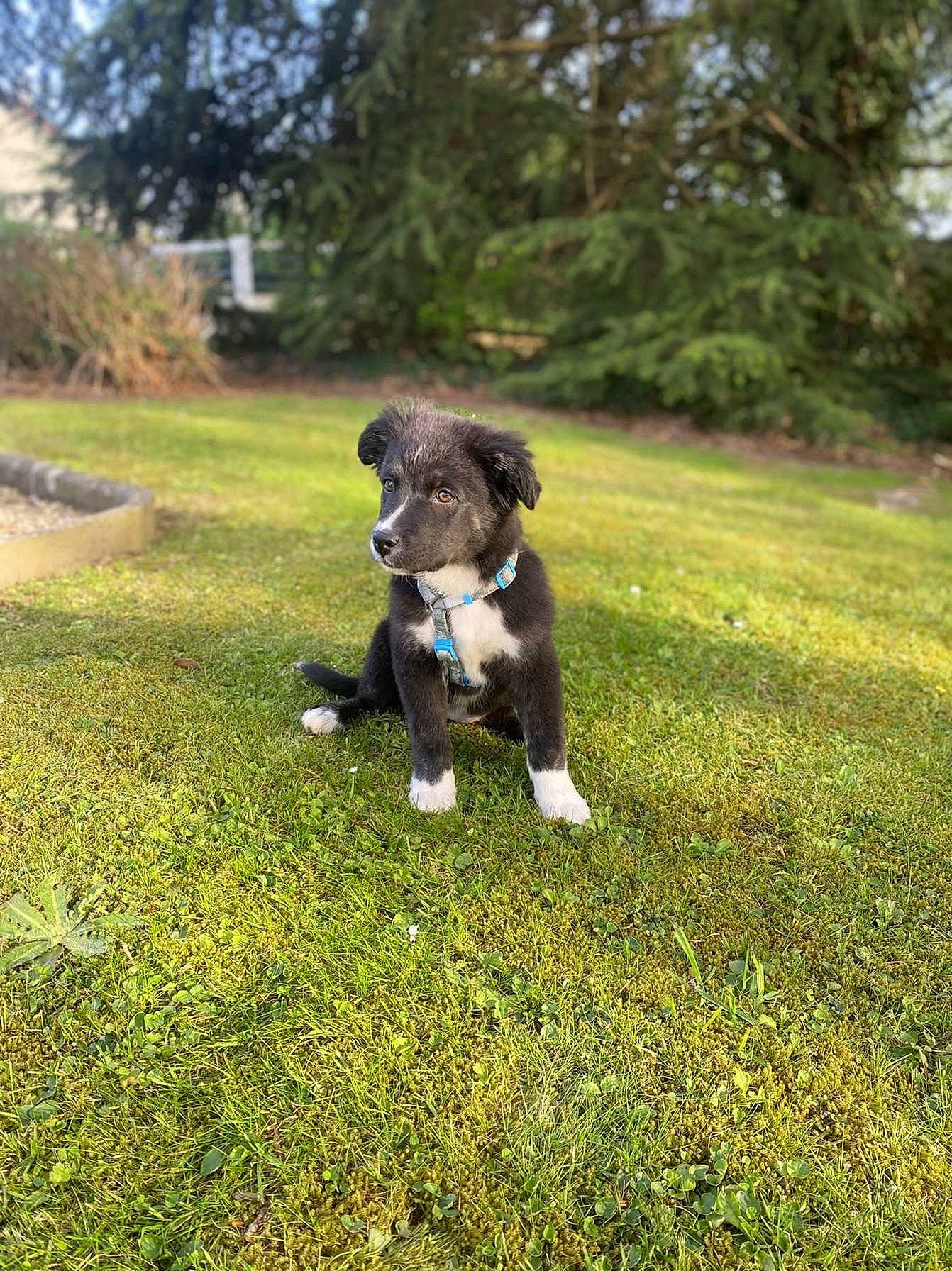 Tamara participe au concours pour gagner de l'argent avec cette photo : carnivore, companion_dog, dog, dog_breed, garden, grass, grassland, groundcover, gun_dog, herding_dog, pasture, plant, puppy, soil, tail, terrier, toy_dog, tree, working_animal, working_dog