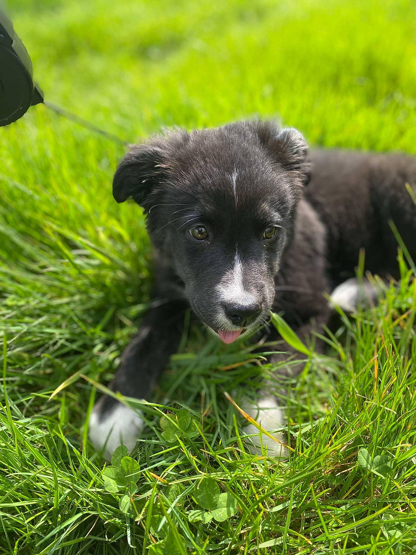 Tamara a rejoint le concours — aidez-le/la à gagner de superbes lots ! borador, canidae, carnivore, companion_dog, dog, dog_breed, fur, grass, grassland, groundcover, herding_dog, pasture, plant, retriever, snout, sporting_group, tail, terrestrial_animal, whiskers, working_animal