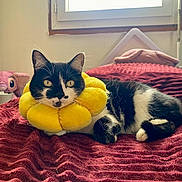 Chaussette participe au concours pour gagner de l'argent avec cette photo : cat, black_and_white_cat, flower_collar, yellow_collar, plush_collar, bed, red_blanket, window, indoor, cozy, relaxed, pet, animal, feline, whiskers, ears, paws, cushion, plush_toy, natural_light