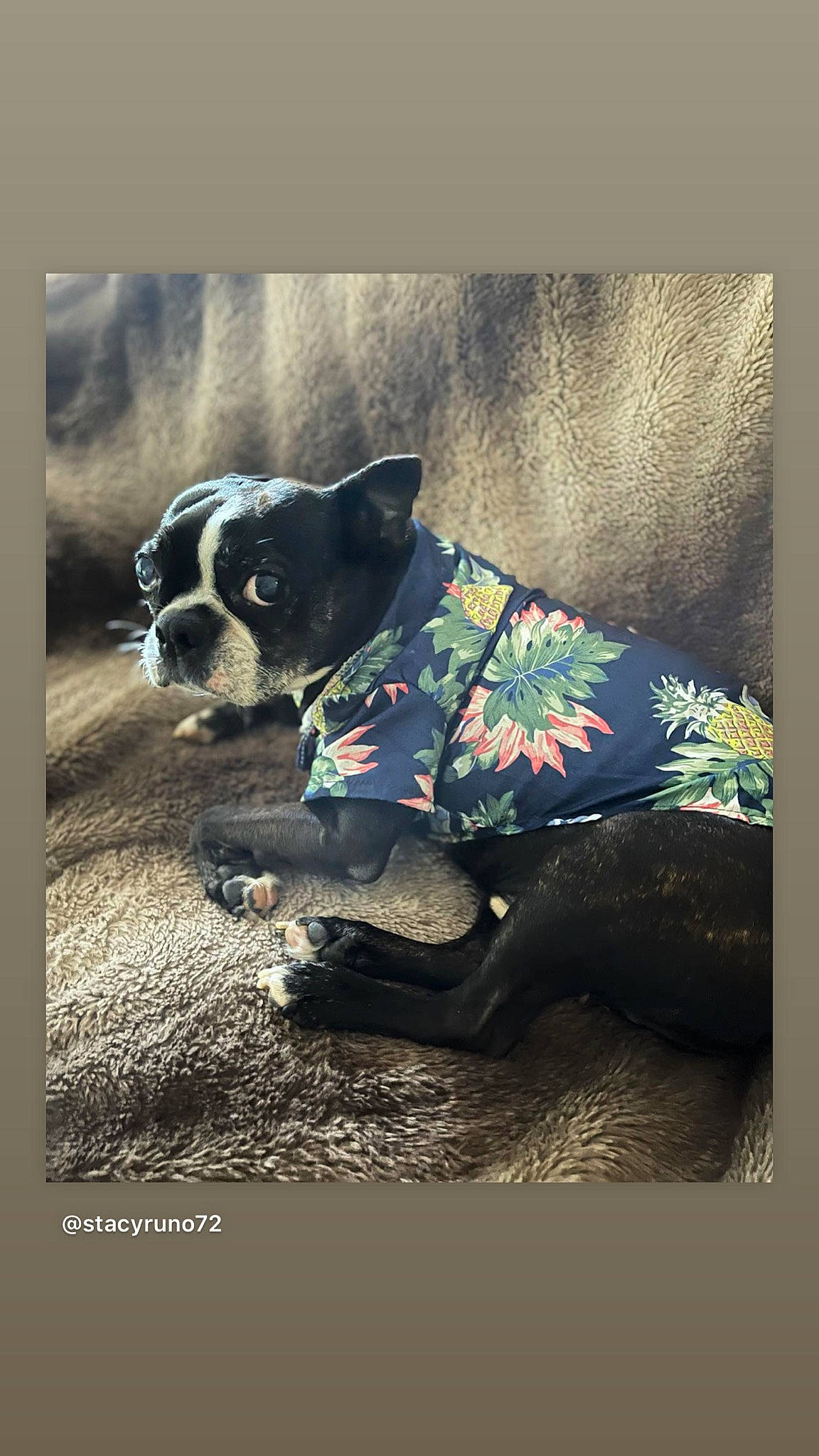Dudley joined the competition — help win amazing prizes! art, ball, carnivore, companion_dog, dog, dog_breed, dog_clothes, dog_collar, dog_supply, fawn, flash_photography, font, grass, painting, personal_protective_equipment, snout, tints_and_shades, toy_dog, visual_arts, working_animal