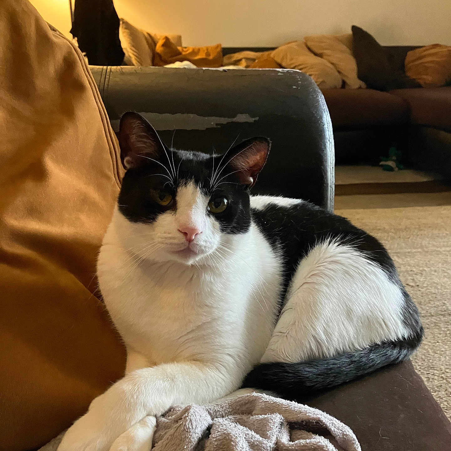 Oreo joined the competition — help win amazing prizes! animal, architecture, blanket, building, cat, chair, couch, cushion, furniture, homedecor, indoors, interiordesign, kitten, lamp, livingroom, manx, pet, pillow, room, tablelamp