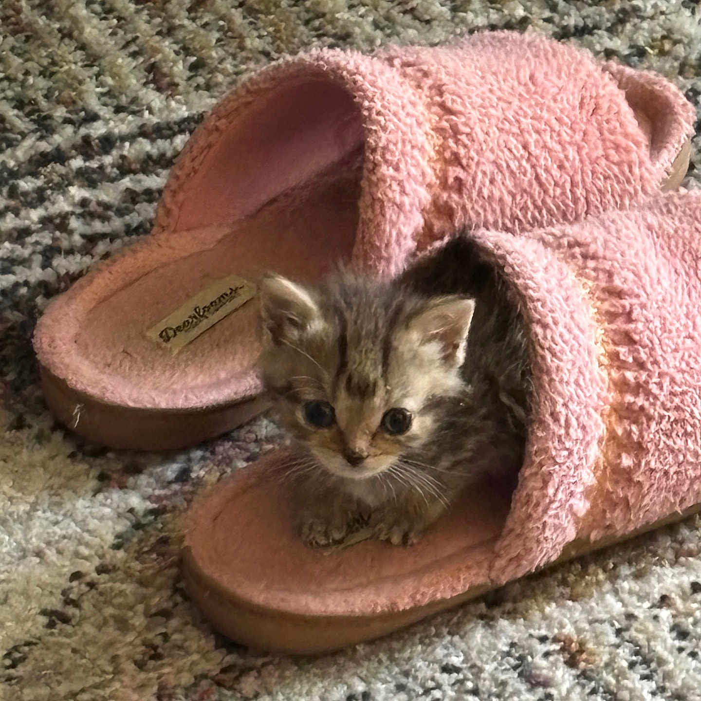 Kiki joined the competition — help win amazing prizes! kitten, cat, slipper, pink, furry, cute, small, pet, indoor, carpet, cozy, animal, soft, resting, domestic, footwear, feline, curious, young, home